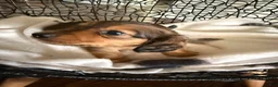 Miniature Dachshund dogs for sale: Teddy - Ad 10