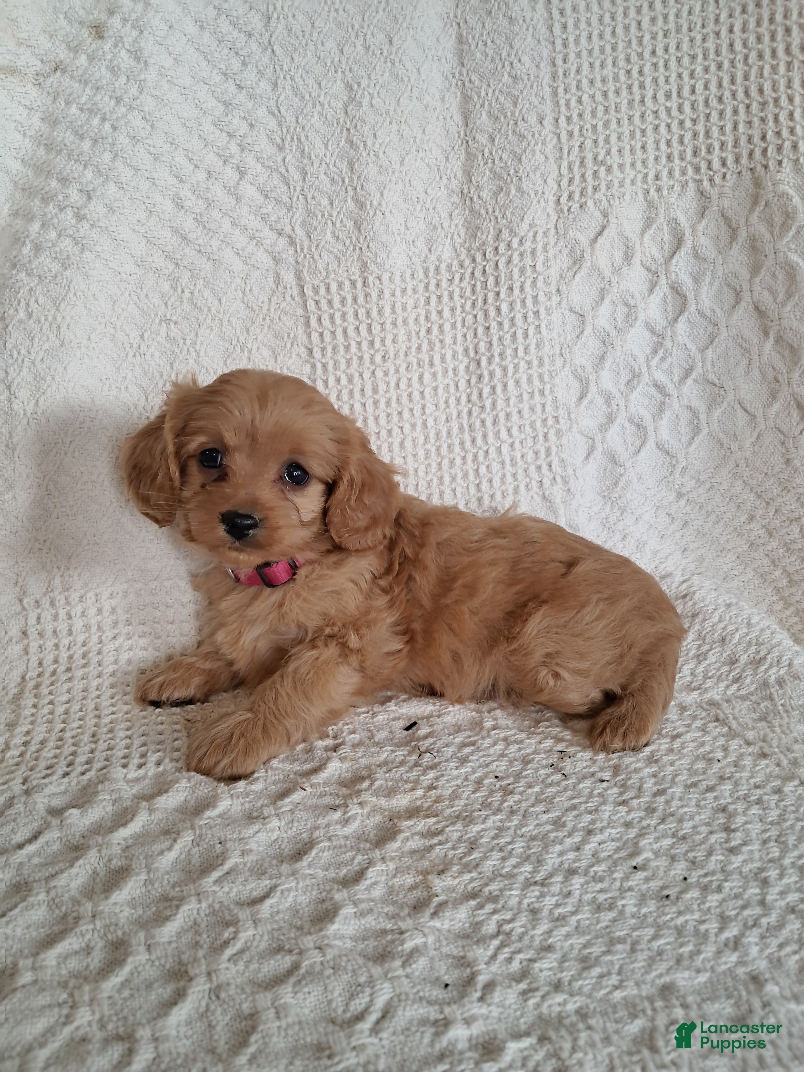 Cavapoo dogs Suzy - Ad 1