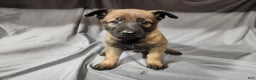 Belgian Malinois dogs for sale: Light Blue - Ad 6