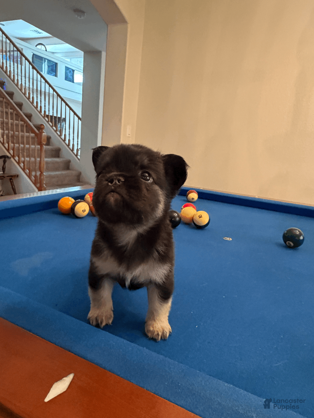 French Bulldog dogs for sale: French Bulldog Puppy 3 - Ad 5