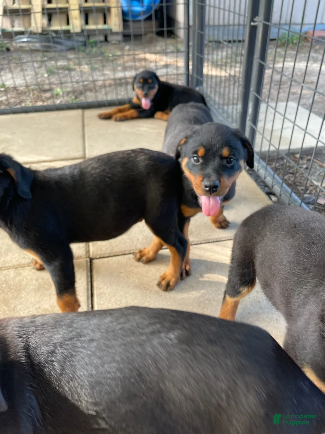 Rottweiler dogs for sale: Rottweiler 1 - Ad 2