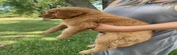 Golden Retriever dogs for sale: Max - Ad 2