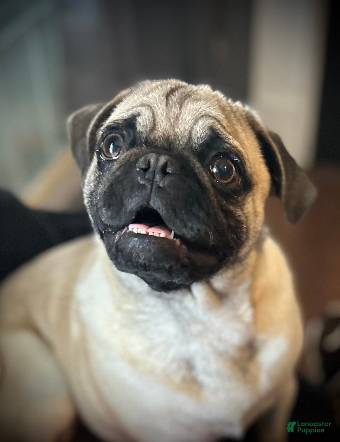 Pug dogs for sale: Barqs - Ad 1