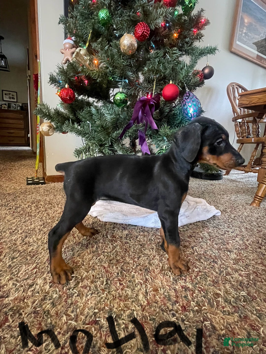 Doberman Pinscher dogs for sale: Motley - Ad 11