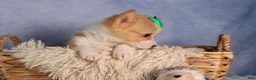 Welsh Corgi Pembroke dogs for sale:  Cody 🐾🐶 - Ad 4