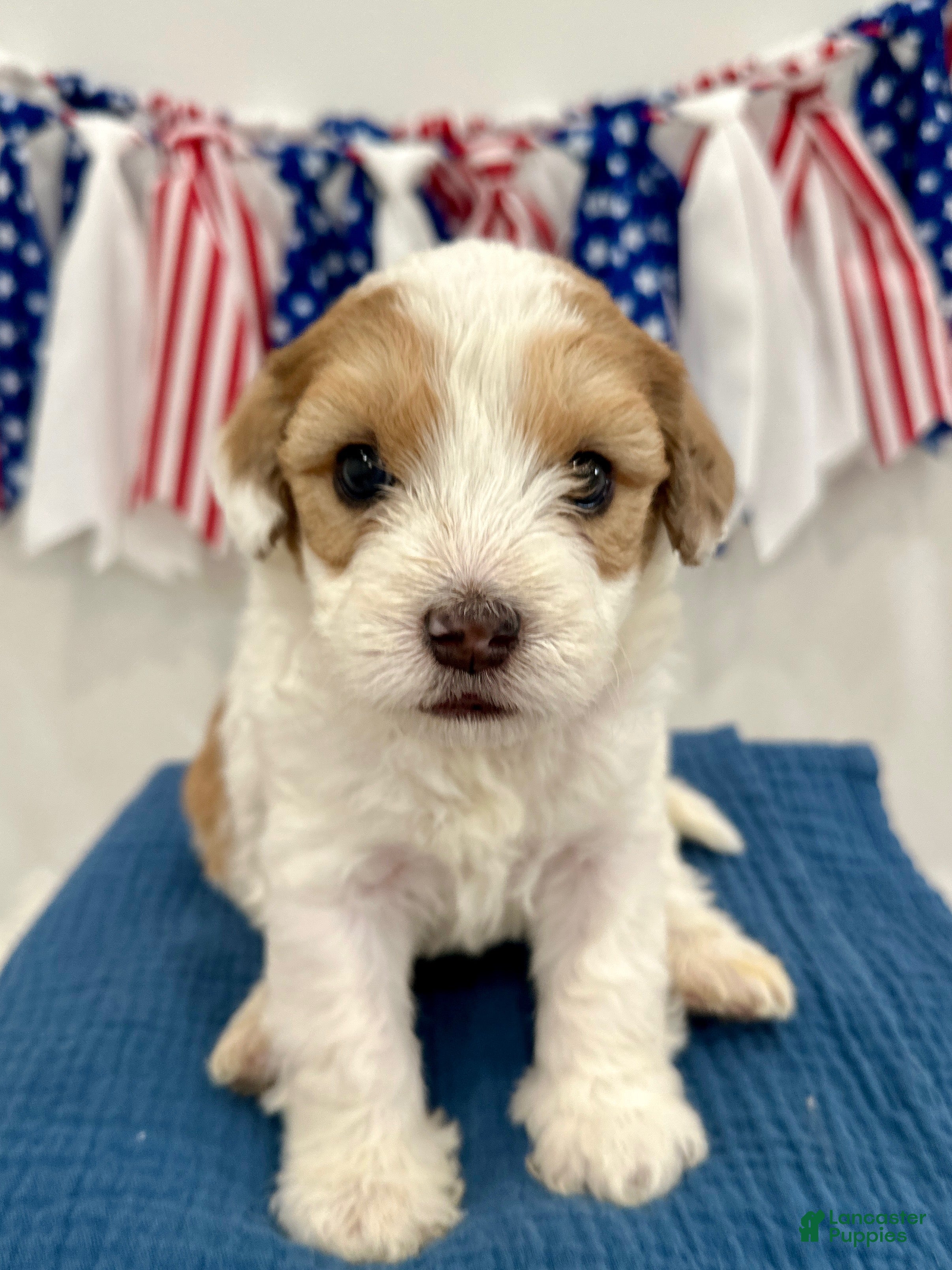 Mini Aussiedoodle dogs Mini Aussiedoodle Puppy 3 - Ad 1