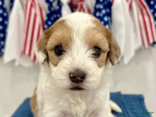 Mini Aussiedoodle dogs for sale: Leo - Ad 3