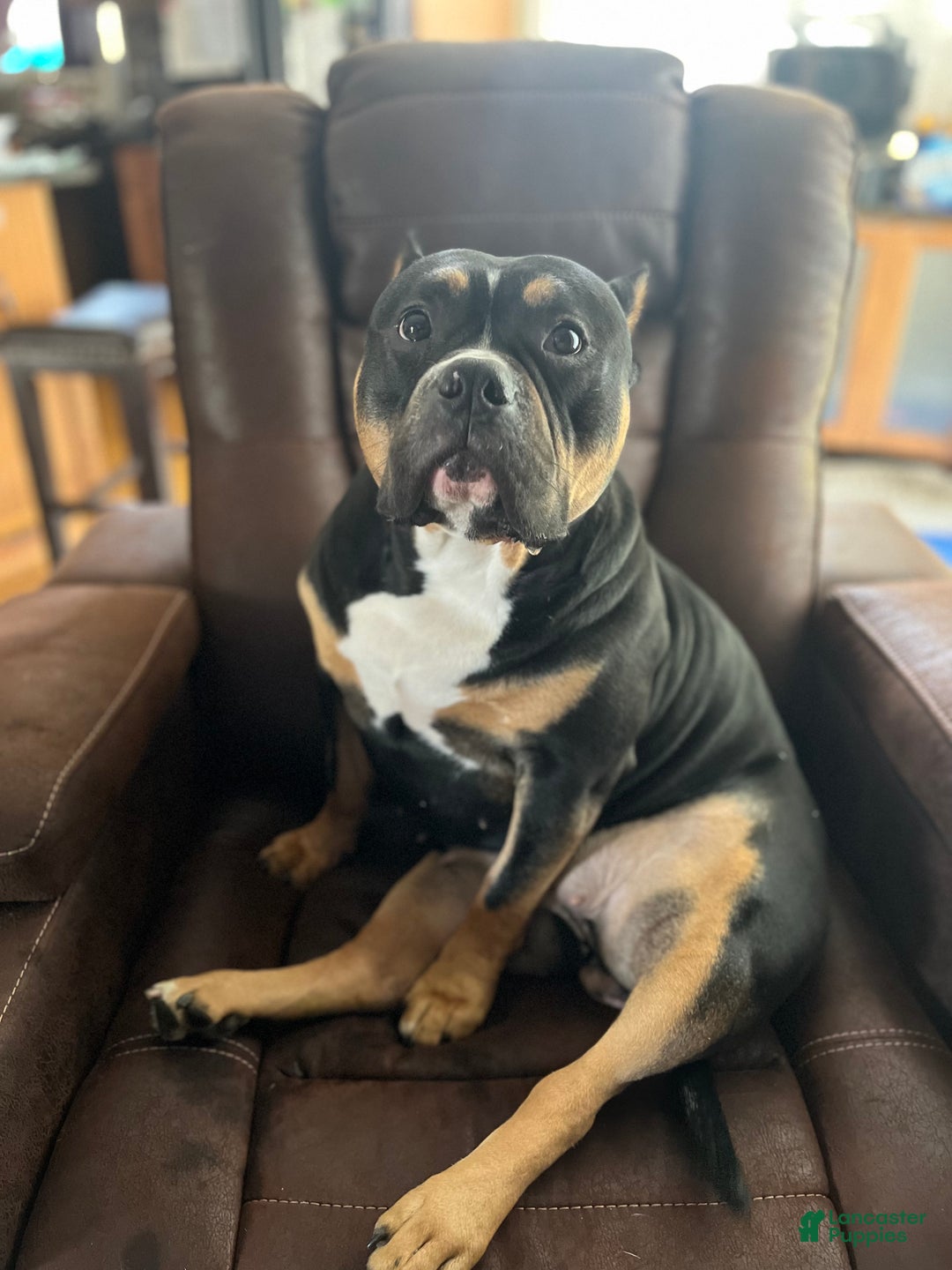 Gallery Image {{count}}