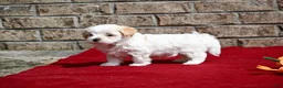 Maltipoo dogs for sale: Jack - Ad 4