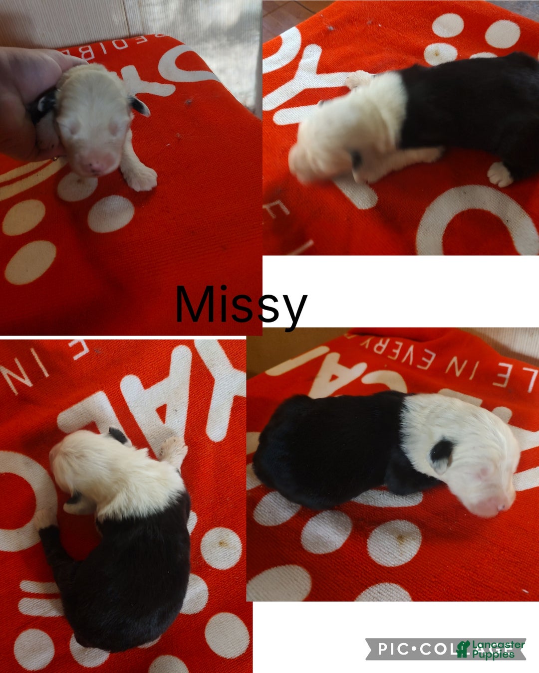 Old English Sheepdog dogs for sale: Old English Sheepdog Puppy 9 - Ad 1