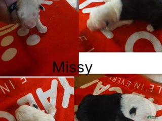 Old English Sheepdog dogs Old English Sheepdog Puppy 9 - Ad 26