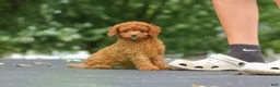 Cavapoo dogs for sale: Wallen - Ad 22