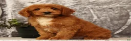 Mini Goldendoodle dogs for sale: Turbo - Ad 7
