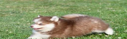 Pomsky dogs for sale: Prince - Ad 12
