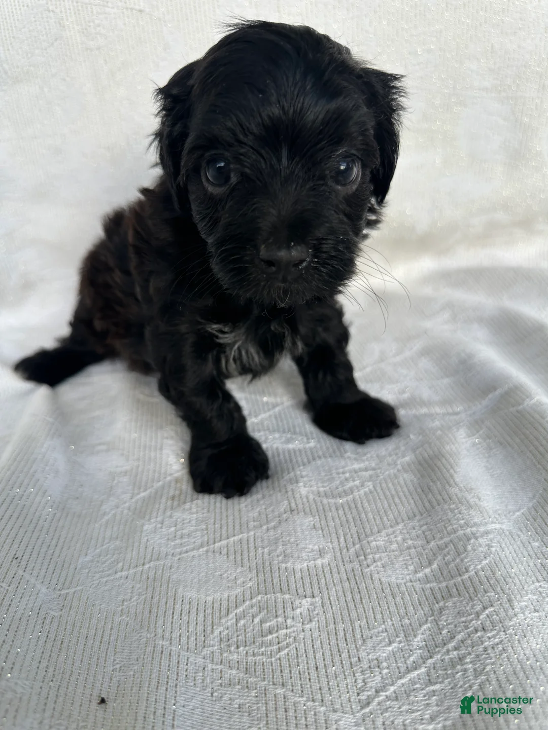 Morkie dogs for sale: Morkie 4 - Ad 2