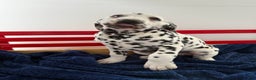 Dalmatian dogs for sale: Tessa - Ad 10
