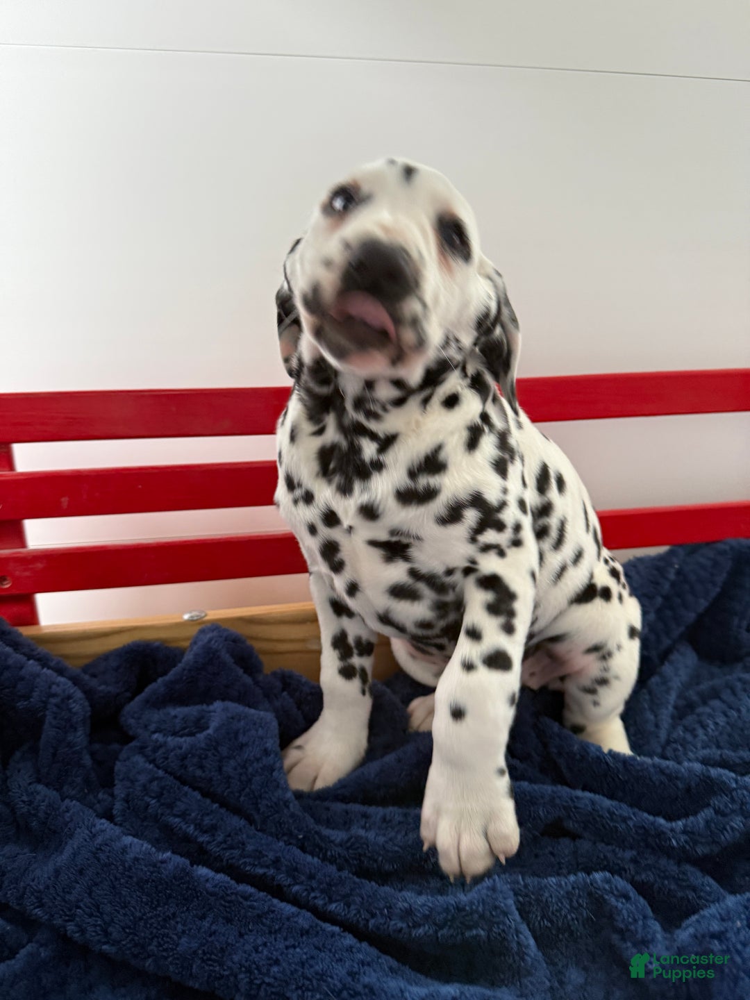 Dalmatian dogs for sale: Tessa - Ad 10