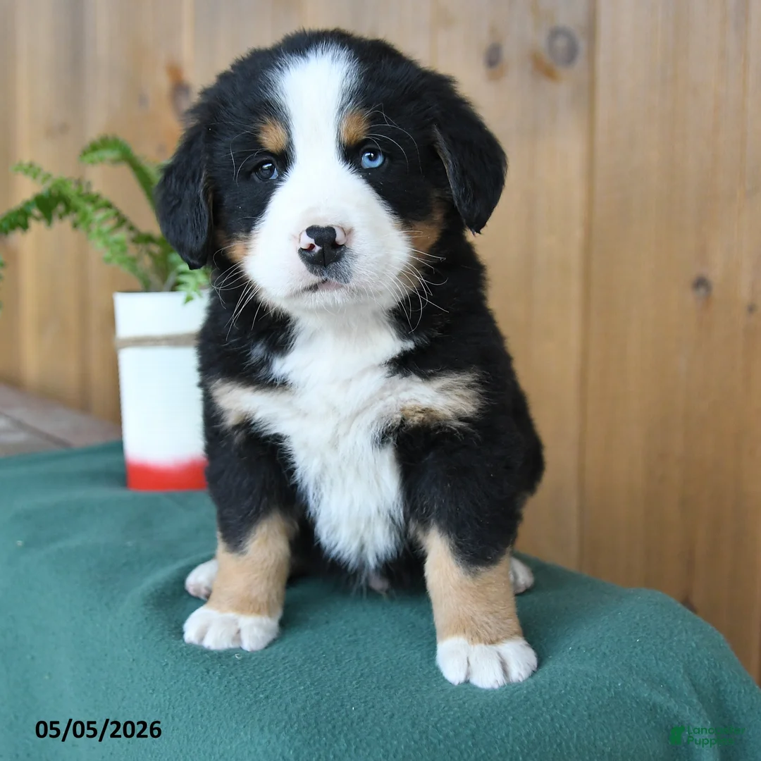 Bernese Mountain Dog dogs for sale: Pal - Ad 2