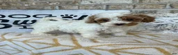 Cavapoo dogs for sale: Reese - Ad 7