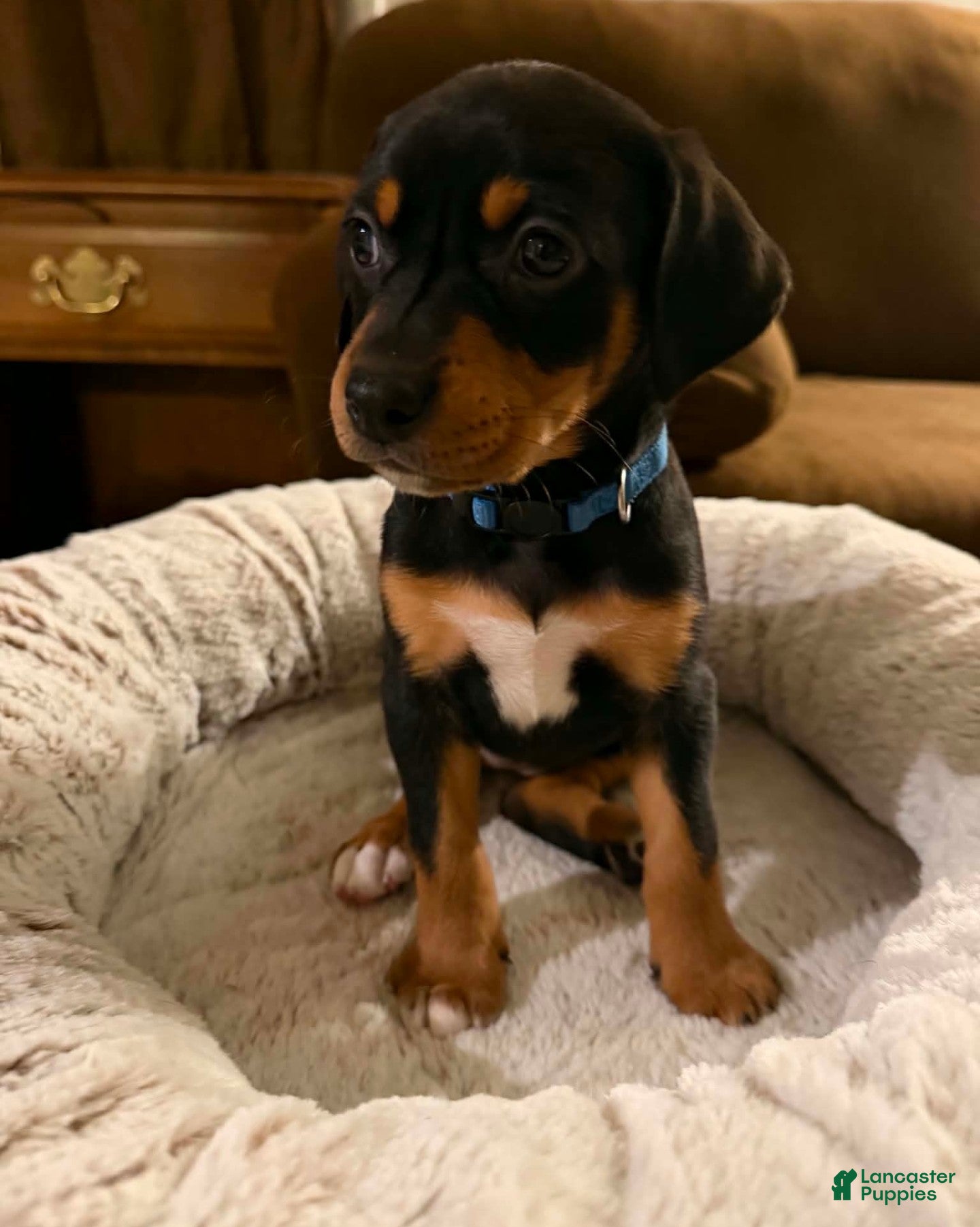 Mixed Breed dogs Ms. Navy Blue - Ad 1