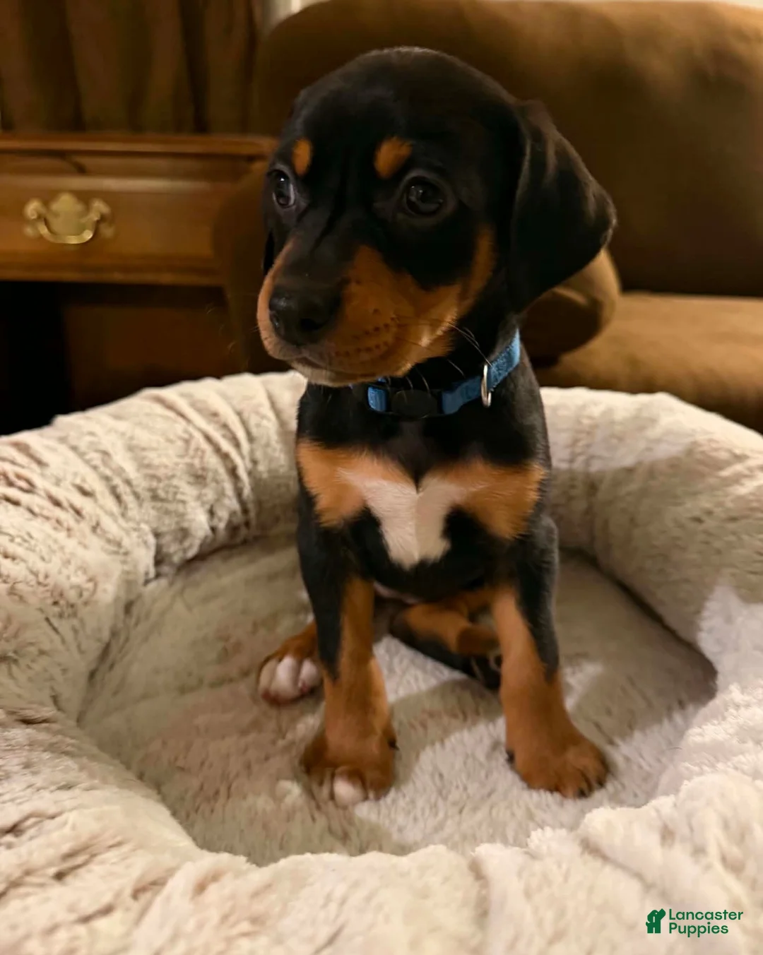 Mixed Breed dogs for sale: Ms. Navy Blue - Ad 1