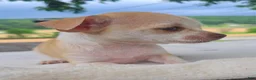 Chihuahua dogs for sale: Heather - Ad 3