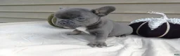 French Bulldog dogs for sale: French Bulldog 3 Brutis - Ad 4