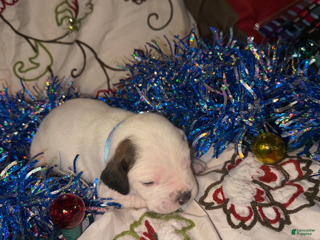 Mixed Breed dogs for sale: Coltonball - Ad 8