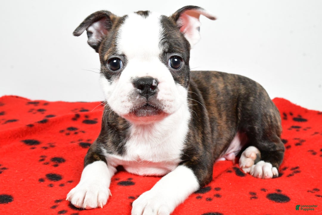 Boston Terrier dogs for sale: Ricky  - Ad 2