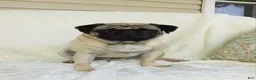 Pug dogs for sale: Dusty - Ad 4