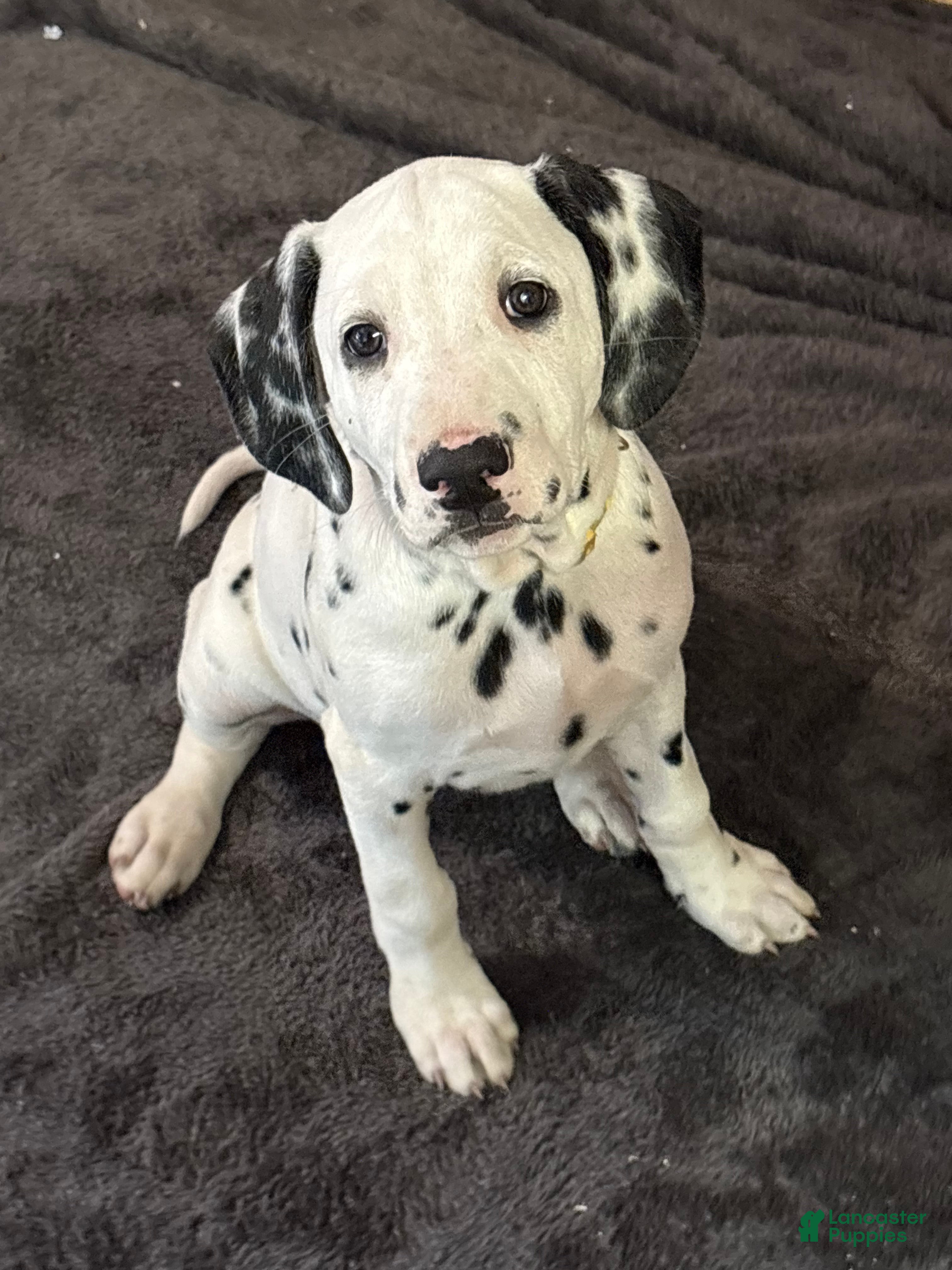 Dalmatian dogs Dalmatian 2 - Ad 1