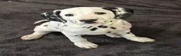Dalmatian dogs for sale: Dalmatian 2 - Ad 1