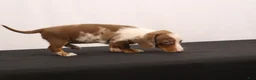 Dachshund dogs for sale: Polly - Ad 12