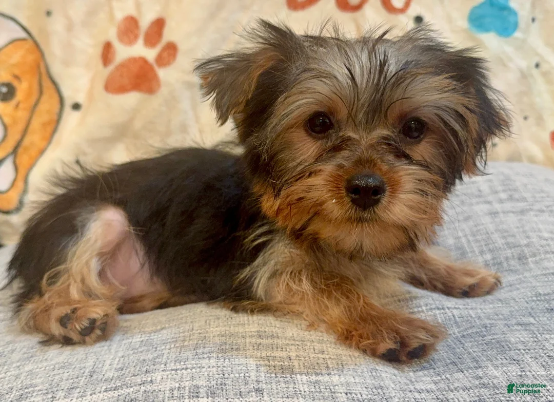 Yorkshire Terrier dogs for sale: Lana - Ad 1