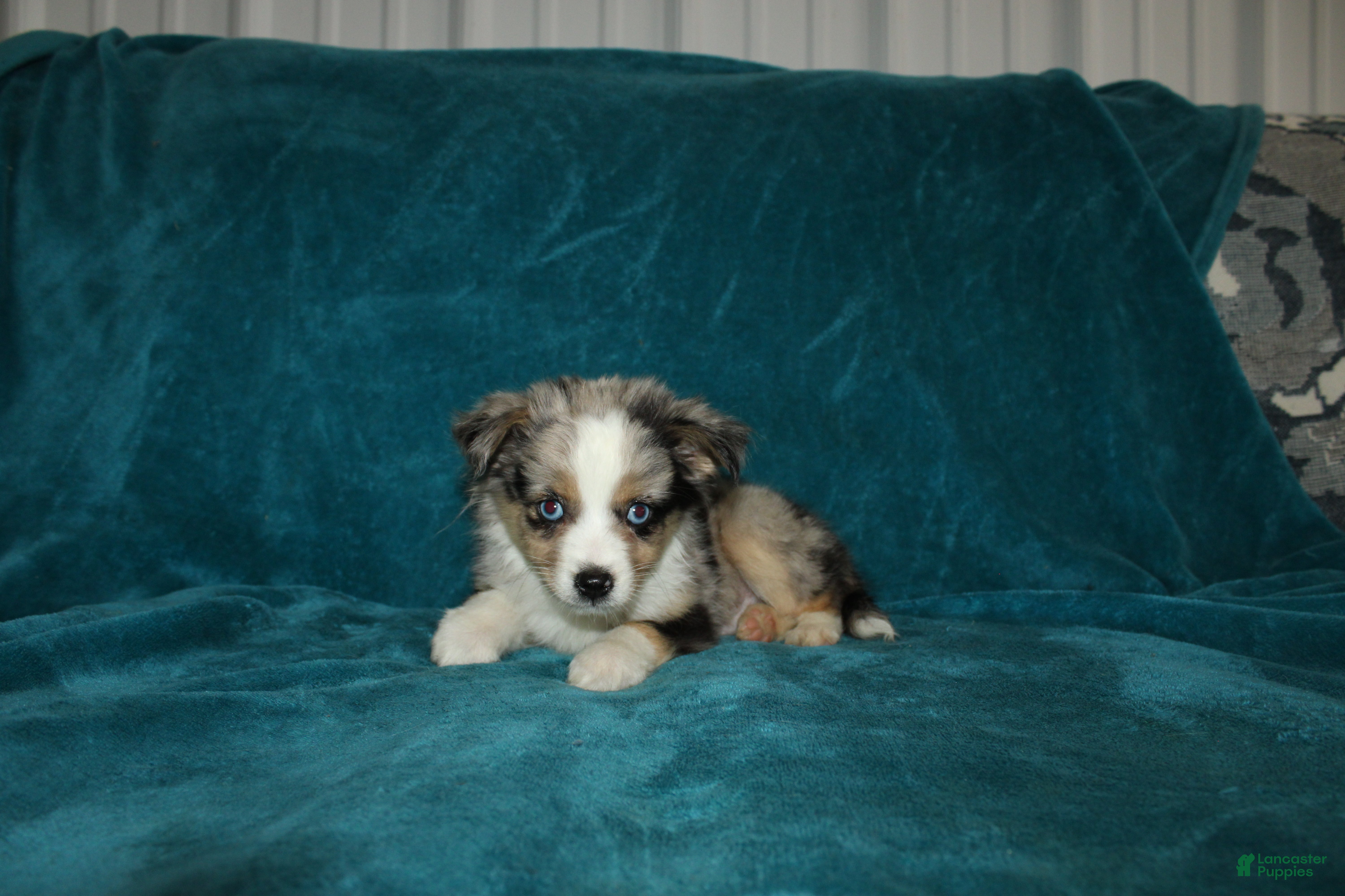 Miniature Australian Shepherd dogs for sale: Smokey - Ad 3