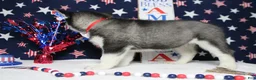 Siberian Husky dogs for sale: Storm  - Ad 6