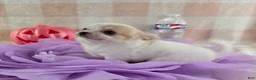 Chihuahua dogs for sale: Tulip - Ad 9