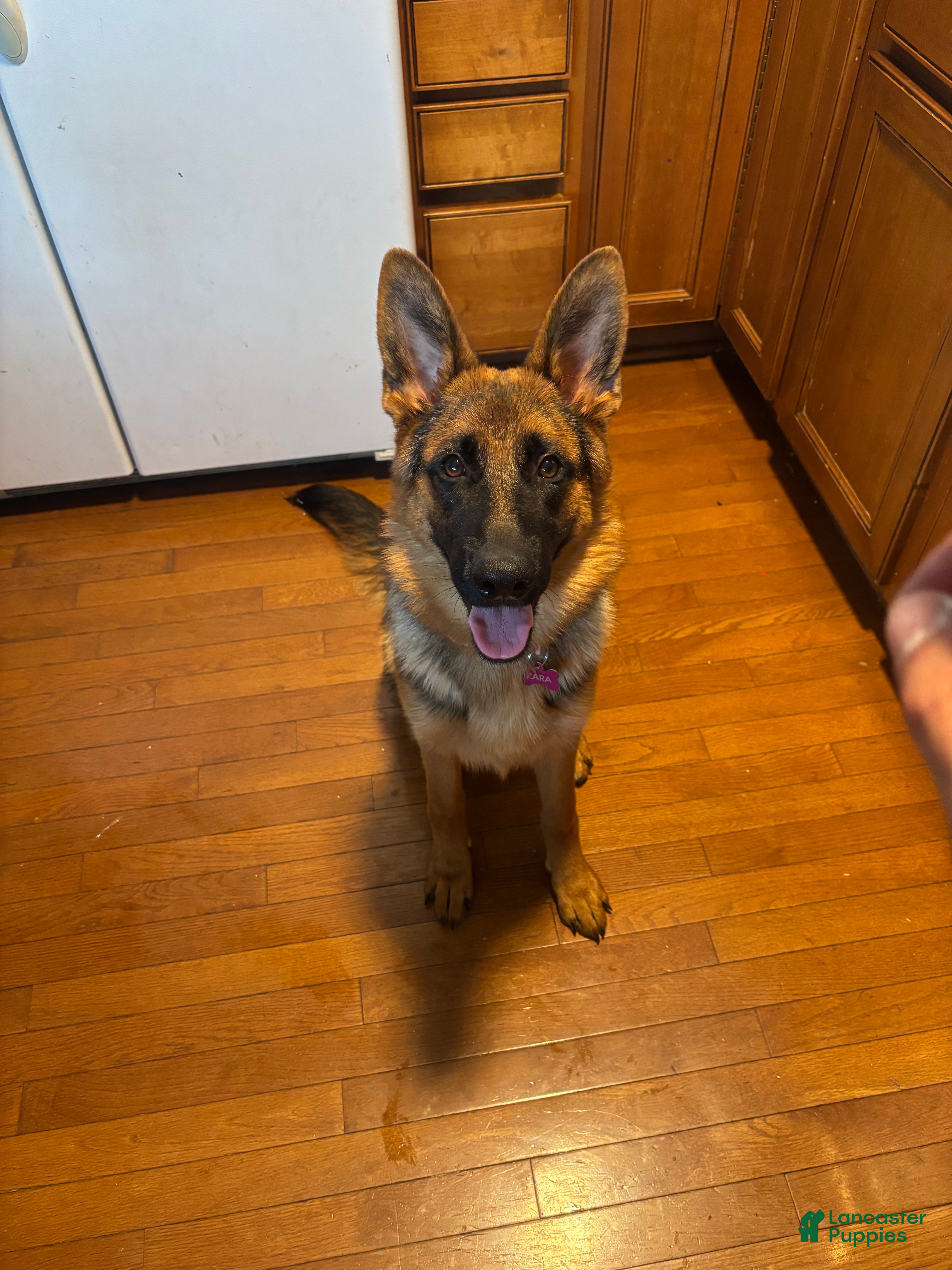 German Shepherd dogs German Shepherd 1 - Ad 1