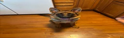 German Shepherd dogs for sale: German Shepherd 1 - Ad 1