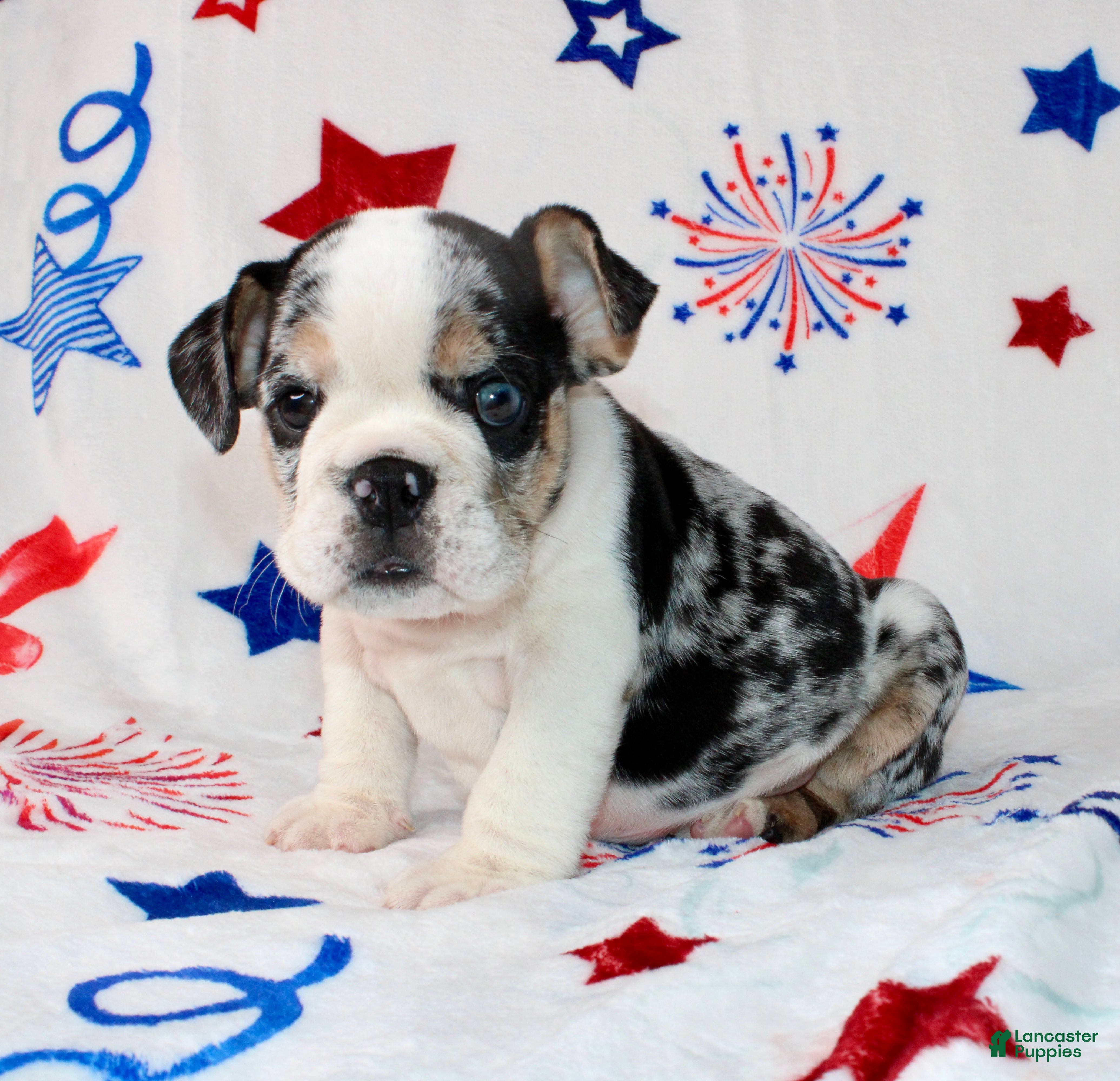 English Bulldog dogs Farah  - Ad 2