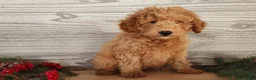 Mini Goldendoodle dogs for sale: Houston - Ad 9