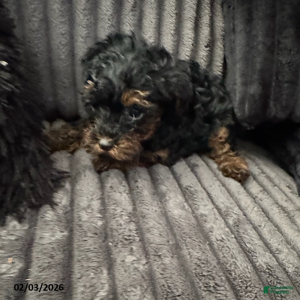 Yorkiepoo dogs Bella   - Ad 2