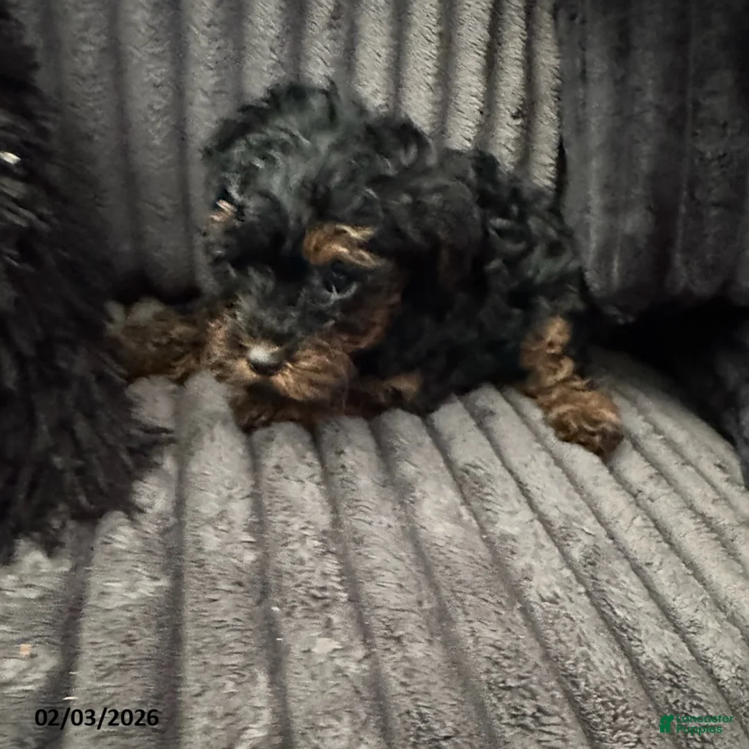 Yorkiepoo dogs for sale: Bella   - Ad 2