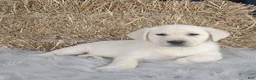 Labrador Retriever dogs for sale: Dustin - Ad 1