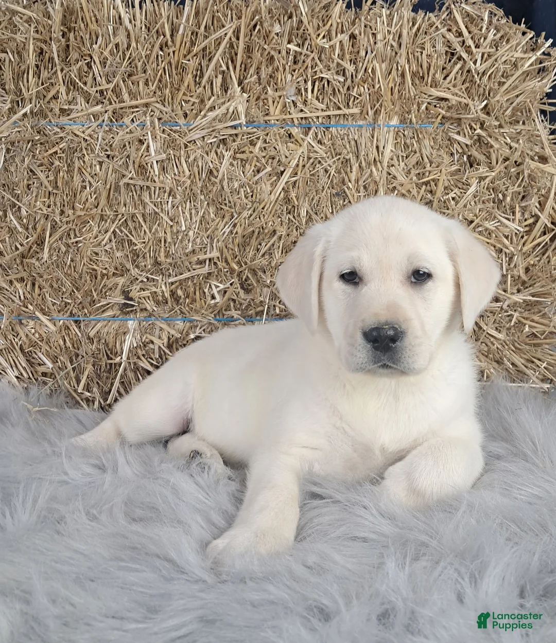 Labrador Retriever dogs for sale: Dustin - Ad 1