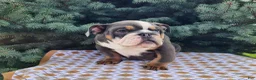 English Bulldog dogs for sale: Elliot - Ad 7