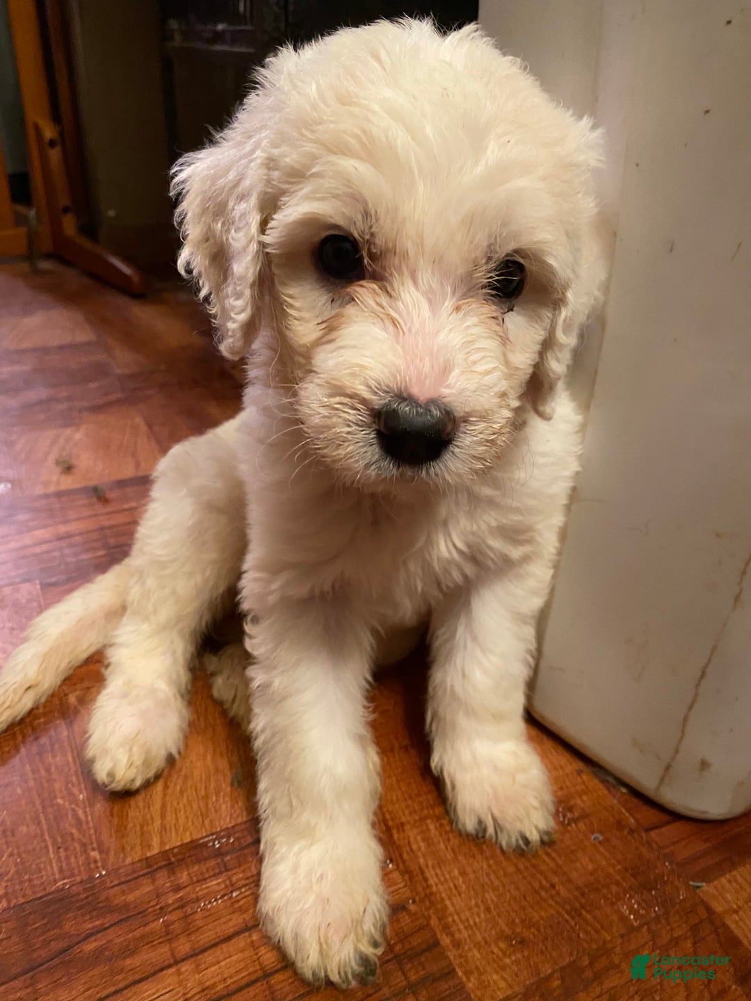 Gallery Image {{count}}