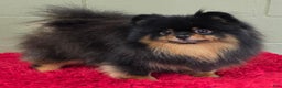 Pomeranian dogs for sale: Silvia - Ad 5