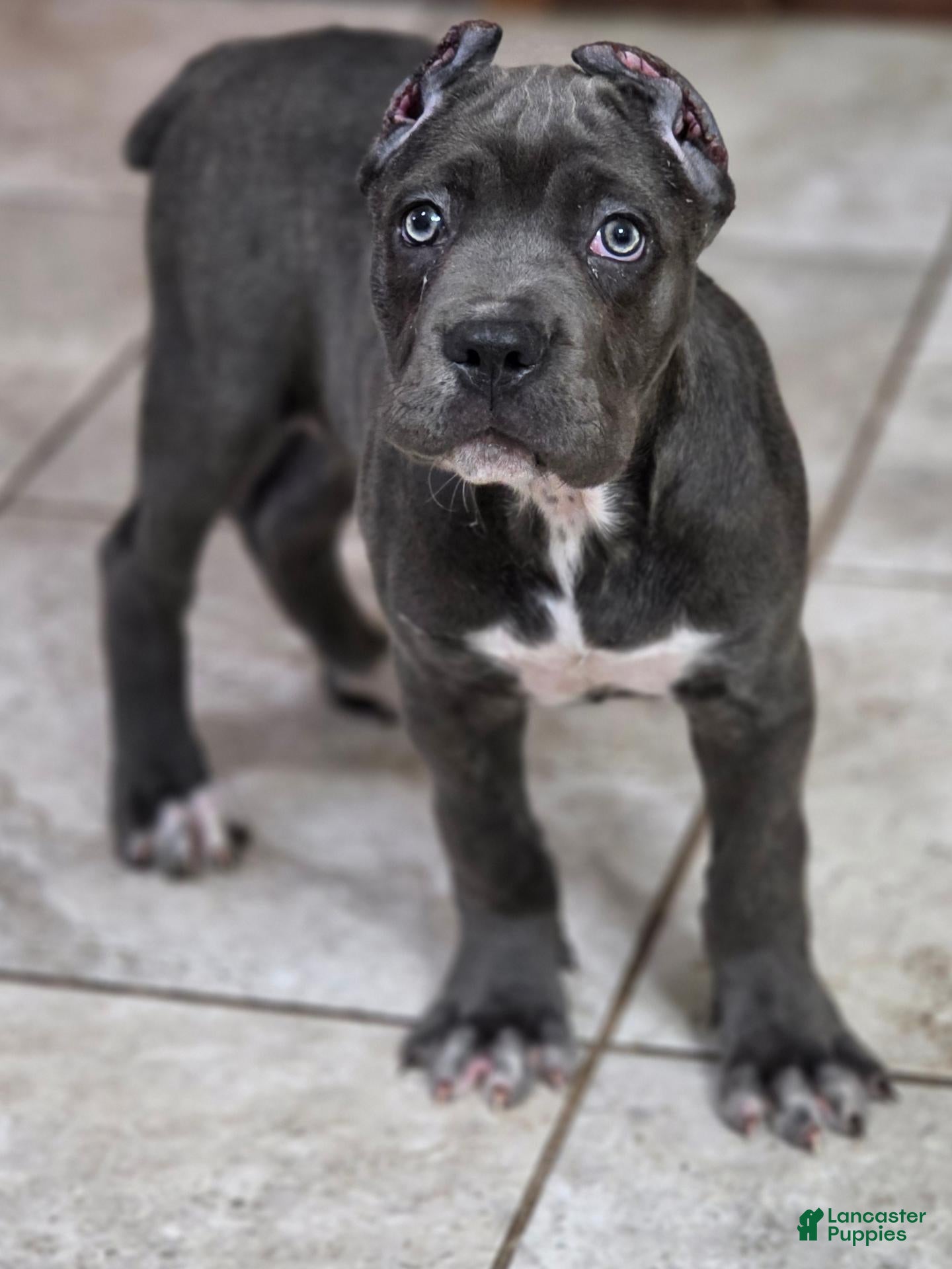 Cane Corso dogs Cane Corso 1 - Ad 1