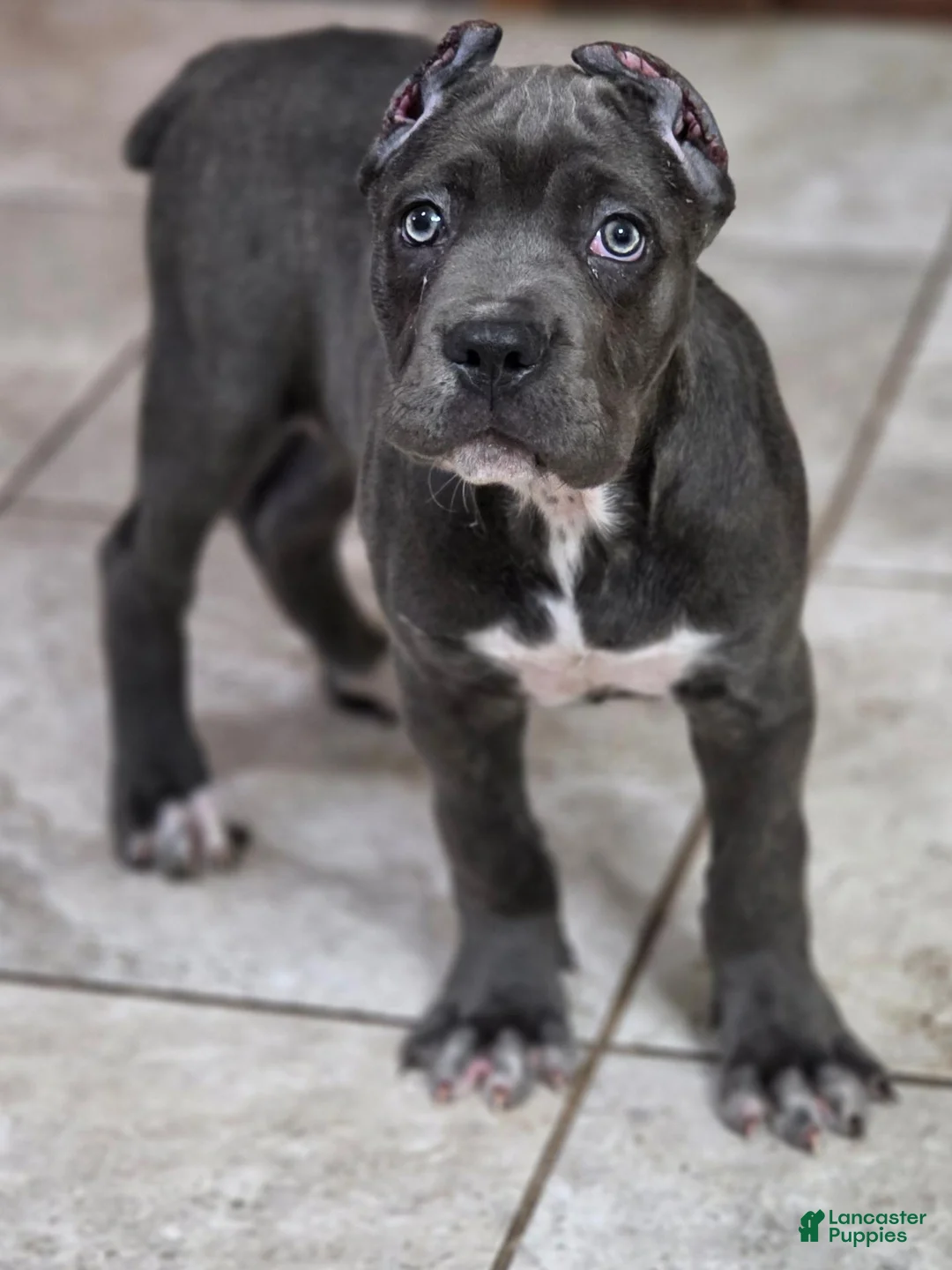 Cane Corso dogs for sale: Cane Corso 1 - Ad 1